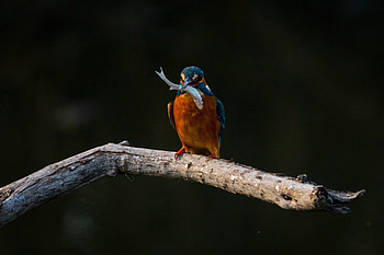 Colorful, bird, kingfisher HD wallpaper