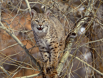 Lince, animal, selvagem, bonito, arvore HD wallpaper