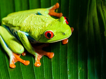 RED EYED TREE FROG, TREE, FROG, EYED, RED HD wallpaper