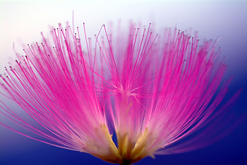 Bloom, pink flower, pollen HD wallpaper