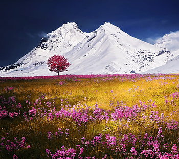 Wildflowers and Snowcovered Mountains, sky, flowers, mountains, snow HD wallpaper