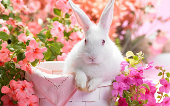 rabbit , Detailed , High-resolution, Beautiful creature HD wallpaper