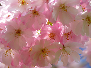 Flowers, Bloom, Flowering, Japanese Cherry HD wallpaper