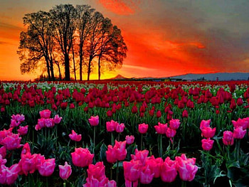 Sunset Over Tulips Field, pink, field, red, trees, nature, flowers, tulips, sunset HD wallpaper