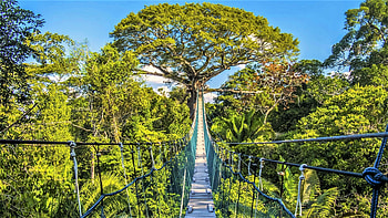 rope walkway, trees, nature, forest, walkway HD wallpaper