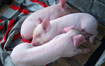 Animals, To Lie Down, Lie, Sleep, Dream, Three, Pig HD wallpaper