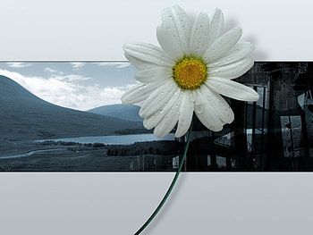 Plants, Flowers HD wallpaper