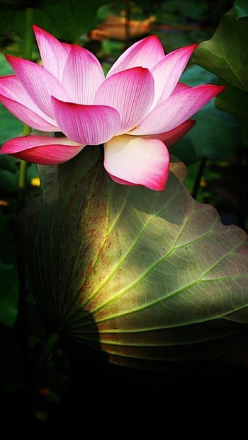 Lotus Flower, Adorable HD phone wallpaper