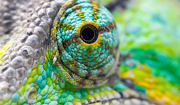 Chameleon's eye, close up HD wallpaper