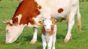 Grazing cow, Domestic animal, Countryside, Rural life HD wallpaper