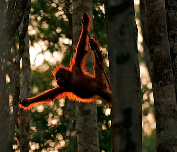 Inquisitive Utan, animal, fur, primate, orang, trees HD wallpaper