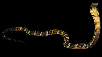King Cobra fascination, Stunning reptile beauty, , Nature's wonders HD wallpaper