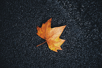 Autumn, Macro, Sheet, Leaf, Maple, Veins HD wallpaper