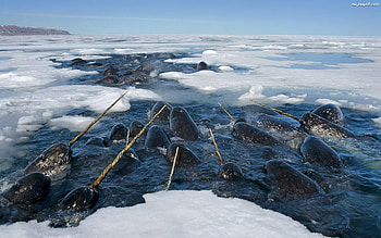 Narwhal facts, Monodon monoceros, Narvalo beauty, Ocean creatures HD wallpaper