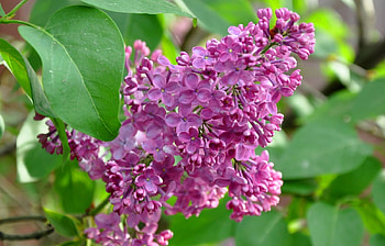 Plants, Flowers, Lilac, Violet HD wallpaper