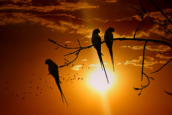 Animals, Birds, Sunset, Parrots, Sun, Twilight, Branch, Dusk HD wallpaper