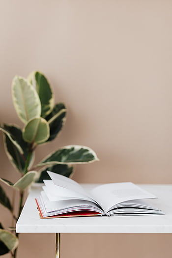 A minimalist scene with an open book on a table next to a ficus plant in natural daylight. HD phone wallpaper