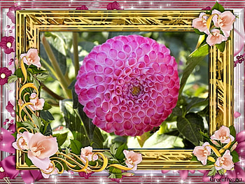 DELIGHTFUL DAHLIA, DAHLIA, FLOWER, PRETTY, FRAMED HD wallpaper