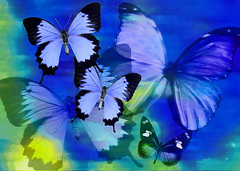 Butterfly blues, blue, butterflies, wings, abstract, green HD wallpaper
