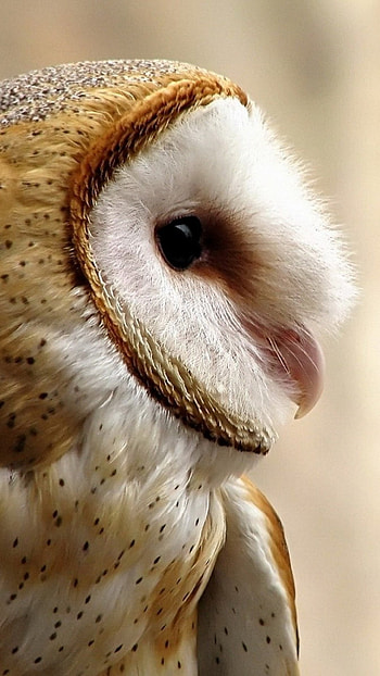 Beautiful Barn Owl close up HD phone wallpaper