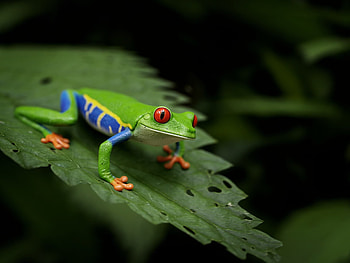 Impressive 3D art, Vibrant red-eyed frog, Unique style, Blender Artists Community HD wallpaper