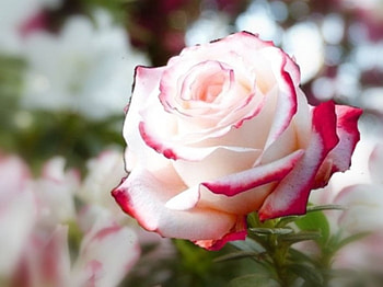Sweet Rose, rose, pink, white, flower, lovely HD wallpaper