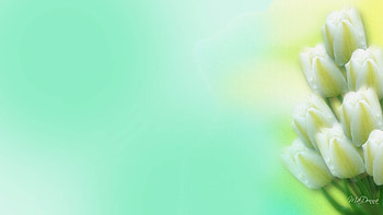 Tulips of Purity, white tulips, firefox persona, floral, flowers, aqua, spring, flora, pure HD wallpaper