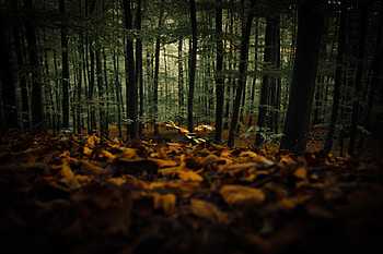 Nature, Trees, Autumn, Forest, Fallen Foliage, Fallen Leaves HD wallpaper