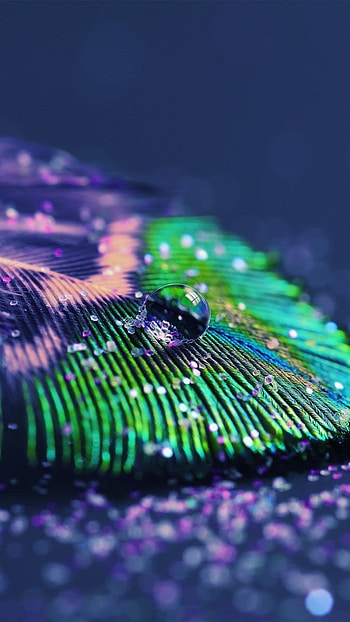 Peacock Feather, Beautiful, Water Drop, Background HD phone wallpaper