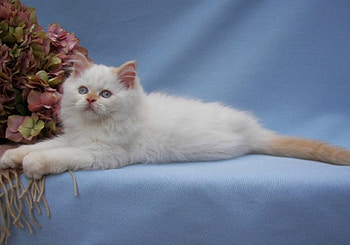 Persian Cat, animal, cat, kitty, persian HD wallpaper