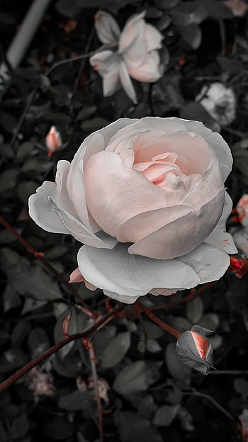 White Rose, flowers, rose HD phone wallpaper