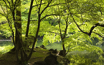 Nature, Water, Trees, Summer, Lake, Shore, Bank, Foliage HD wallpaper