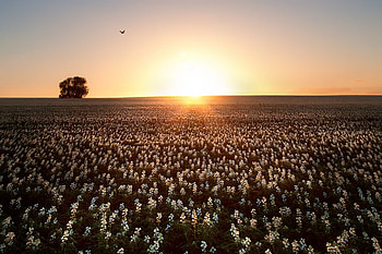 Bird, bird, field, nature, flowers, sun HD wallpaper