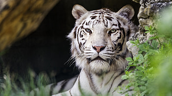 White Tiger With Stare Look Is Sitting In Dark Background Tiger HD wallpaper