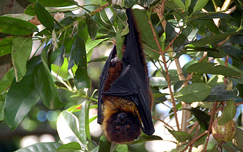 Animals, Leaves, Wood, Tree, Branch, Rest, Relaxation, Bat, Hang HD wallpaper