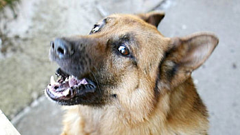 barking dog, shepherd, noise, making, german HD wallpaper