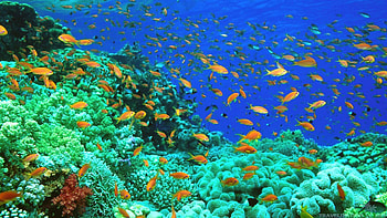 Ocean Life HD wallpaper