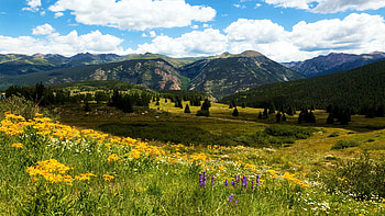 Near Molas Pass, Colorado, wildflowers, blossoms, landscape, clouds, trees, sky, mountains, usa HD wallpaper