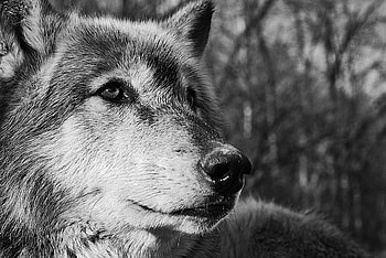 Wolf Stare, stare, abstract, wolf, animals HD wallpaper