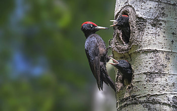 Black Woodpeckers, birds, hole, family, woodpeckers, tree HD wallpaper