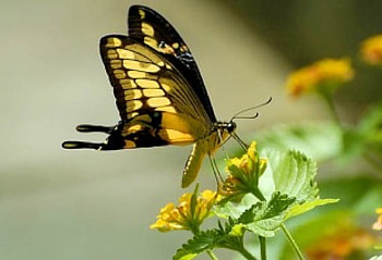 Butterfly on Flowers, animal, insects, flowers, butterfly HD wallpaper