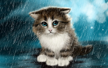 cat in the rain, eyes, cats, rain, animals HD wallpaper