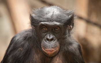 Bonobo, Exceptional bonobo , High-resolution backgrounds, Nature's delights HD wallpaper