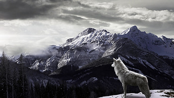 Wolf Best HD wallpaper