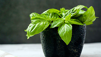 Frisches basilikum lagern, Wikihow, Basil plant, Food HD wallpaper