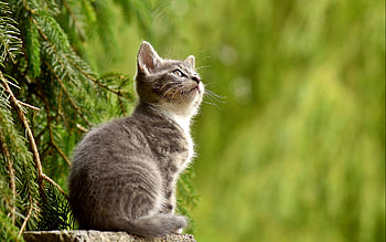 Wonderer, animal, cat, nature, green HD wallpaper
