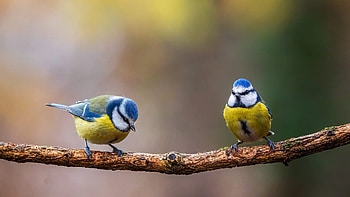 Blue Yellow Two Titmouse Birds Are Standing On Tree Branch In Blur Background Birds HD wallpaper
