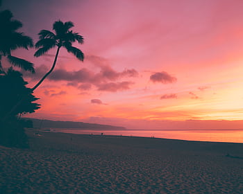 Experience the tranquil beauty of a Hawaiian sunset on a serene beach with palm trees. HD wallpaper