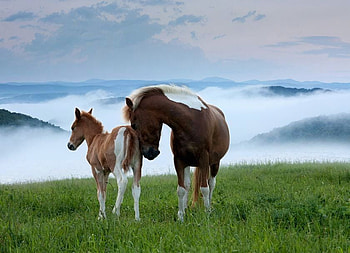 my baby, horses, proud, mom, baby, nature HD wallpaper
