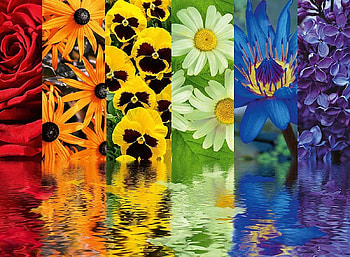 Flowers, pansy, water, collage, flower HD wallpaper